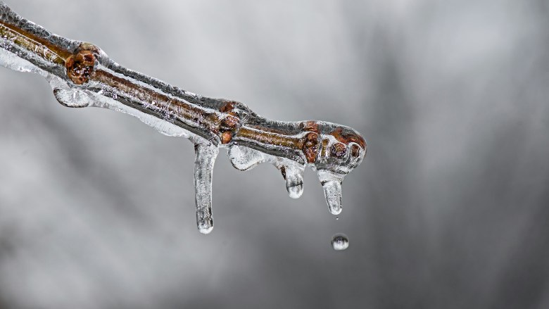A branch covered in ice.