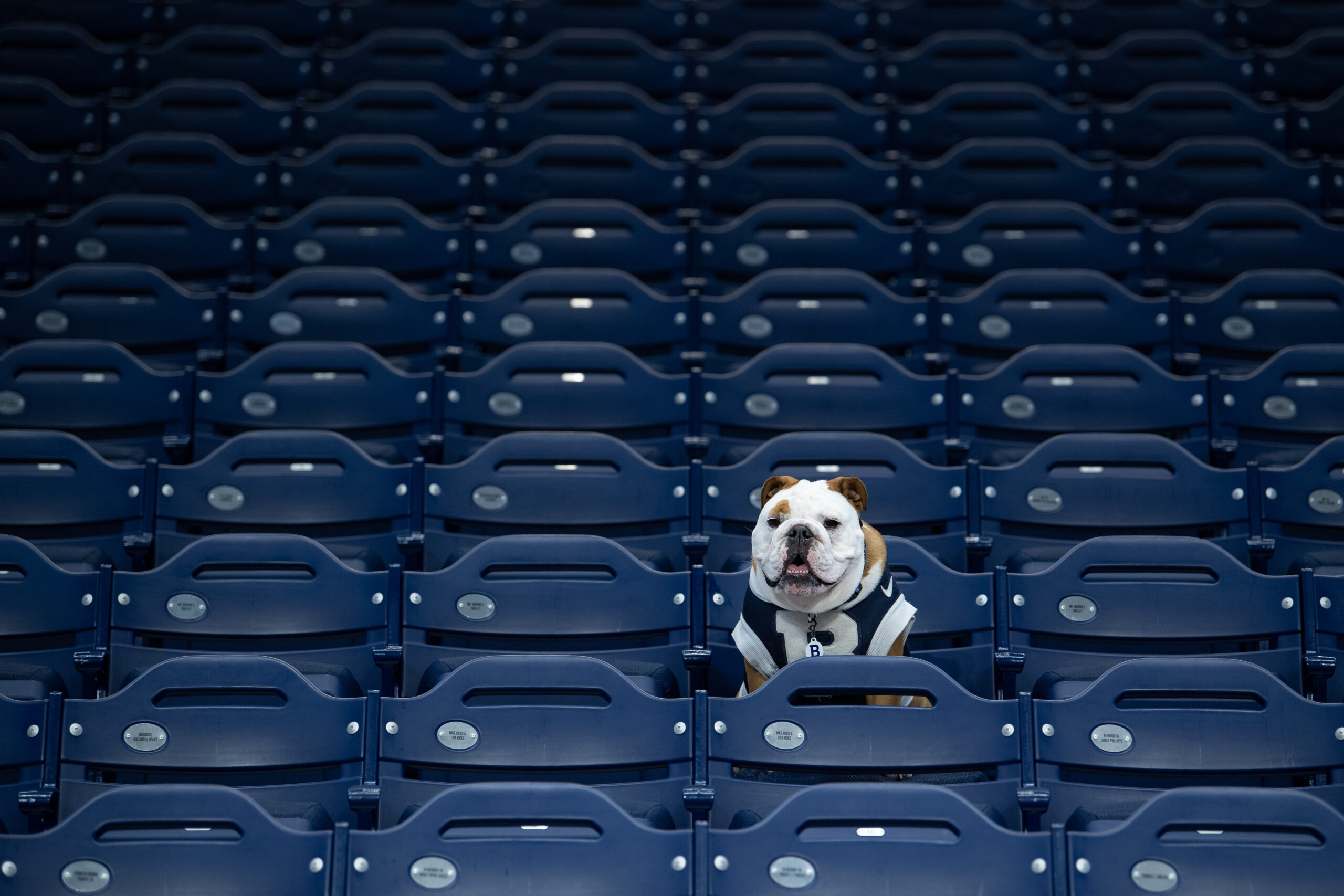 Butler Blue IV, the bulldog mascot at Butler University, wears a blue university sweater with a white B on the front. He is seated as the sole fan in the stands.