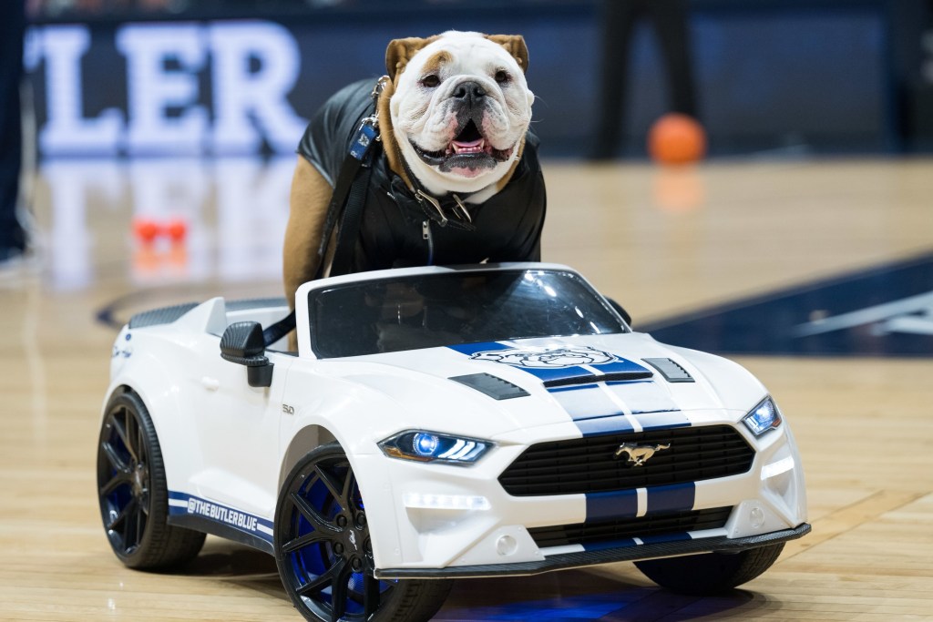 Blue, the bulldog mascot of Butler University, rides in a remote-controlled white Ford Mustang on the basketball court.