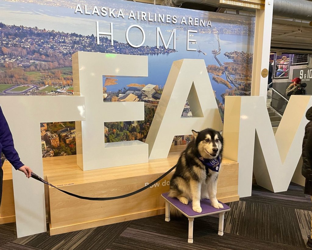 A husky dog wearing a purple University of Washington bandana around its neck sits smiling on a purple stool in front of a large display. The display has a photograph of the University of Washington that says Alaska Airlines Arena Home which sits behind large white letters that spell the word "TEAM".