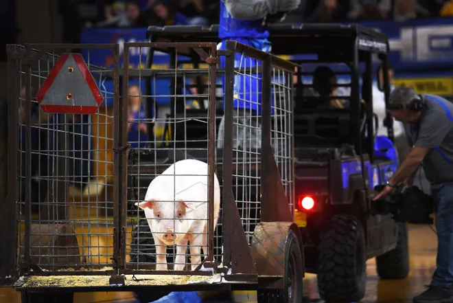 A pig, whose eyes communicate some combination of horror, depression and fear, stands in a cage that is attached to a tractor being driven around a basketball court at South Dakota State